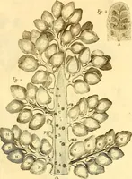 An illustration from Thomae Willis ... Opera omnia, nitidius quàm vnquam hactenus edita, plurimùm emendata, indice rerum copiosissimo, ac distinctione characterum exornata (1694)