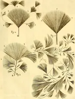 Picture 71 of 74 from Thomae Willis ... Opera omnia, nitidius quàm vnquam hactenus edita, plurimùm emendata, indice rerum copiosissimo, ac distinctione characterum exornata (1694), leaf 532