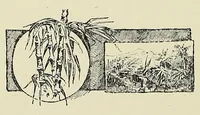 An illustration from Thomas Birch Freeman : missionary pioneer to Ashanti, Dahomey, and Egba (1893)