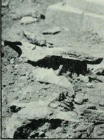 An illustration from The thousand and one churches (1919)