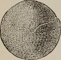 An illustration from Three hundred decorative and fancy articles for presents, fairs, etc., etc. ; with directions for making : and nearly one hundred decorative designs (1885)