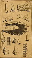An illustration from Three physico-theological discourses : concerning: I. The primitive chaos and creation of the world ; II. The general deluge, its causes and effects ; III. The dissolution of the world and future conflagration .. (1713)