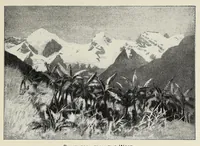 An illustration from Through Africa from the Cape to Cairo (1901)