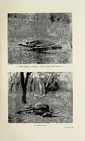 Picture 3 of 14 from Through Angola : a coming colony (1922), leaf 135