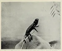 Picture 5 of 14 from Through Angola : a coming colony (1922), leaf 223
