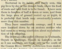 Picture 10 of 14 from Through Angola : a coming colony (1922), leaf 318