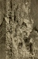 Picture 41 of 63 from Through the Grand Canyon from Wyoming to Mexico (1914), leaf 274