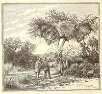 Picture 6 of 17 from Through the Kalahari Desert; a narrative of a journey with gun, camera, and note-book to Lake N'gami and back (1886), leaf 230