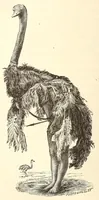 An illustration from Through the Kalahari Desert; a narrative of a journey with gun, camera, and note-book to Lake N'gami and back (1886)