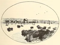 Picture 12 of 17 from Through the Kalahari Desert; a narrative of a journey with gun, camera, and note-book to Lake N'gami and back (1886), leaf 427