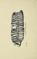 An illustration from Through Matabeleland: the record of a ten months' trip in an ox-wagon through Mashonaland and Matabeleland (1893)