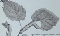 An illustration from Tissus et nouveauts 1901 (1901)