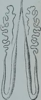 An illustration from Tissus et nouveauts 1901 (1901)