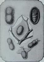 Picture 8 of 402 from Tissus et nouveauts 1901 (1901), leaf 17