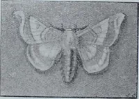 Picture 11 of 402 from Tissus et nouveauts 1901 (1901), leaf 19