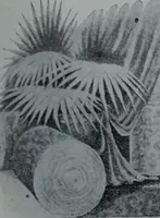 Picture 86 of 420 from Tissus et nouveauts 1903 (1903), leaf 136