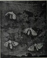 An illustration from Tissus et nouveauts 1903 (1903)