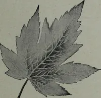 Picture 373 of 532 from Tissus et nouveauts 1904 (1904), leaf 530