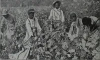 Picture 51 of 532 from Tissus et nouveauts 1904 (1904), leaf 73