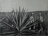 Picture 507 of 532 from Tissus et nouveauts 1904 (1904), leaf 763