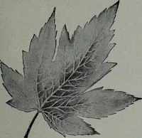 Picture 123 of 484 from Tissus et nouveauts 1905 (1905), leaf 150