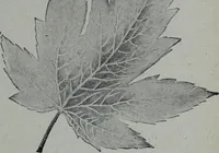 An illustration from Tissus et nouveauts 1905 (1905)
