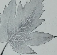 An illustration from Tissus et nouveauts 1905 (1905)