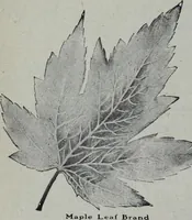 Picture 21 of 484 from Tissus et nouveauts 1905 (1905), leaf 37
