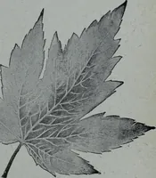 Picture 426 of 484 from Tissus et nouveauts 1905 (1905), leaf 670
