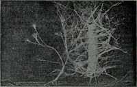 An illustration from Tissus et nouveauts 1906 (1906)