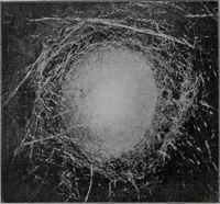 An illustration from Tissus et nouveauts 1906 (1906)