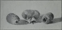 An illustration from Tissus et nouveauts 1906 (1906)