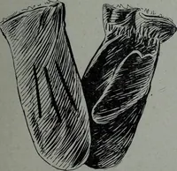 An illustration from Tissus et nouveauts 1906 (1906)