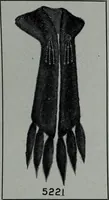 An illustration from Tissus et nouveauts 1906 (1906)