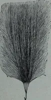 An illustration from Tissus et nouveauts 1906 (1906)