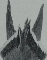 An illustration from Tissus et nouveauts 1906 (1906)