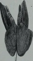 An illustration from Tissus et nouveauts 1906 (1906)