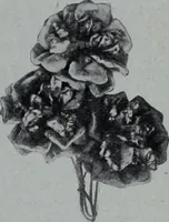 An illustration from Tissus et nouveauts 1906 (1906)