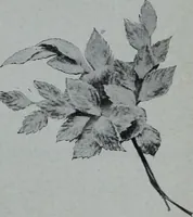 An illustration from Tissus et nouveauts 1906 (1906)