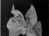 An illustration from Tissus et nouveauts 1907 (1907)