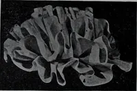 Picture 81 of 480 from Tissus et nouveauts 1907 (1907), leaf 135