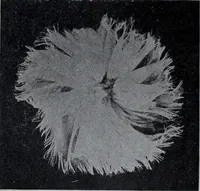 An illustration from Tissus et nouveauts 1907 (1907)
