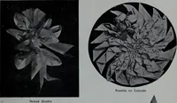 Picture 87 of 480 from Tissus et nouveauts 1907 (1907), leaf 140