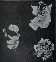 Picture 125 of 480 from Tissus et nouveauts 1907 (1907), leaf 193