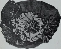 Picture 128 of 480 from Tissus et nouveauts 1907 (1907), leaf 195