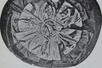 Picture 157 of 480 from Tissus et nouveauts 1907 (1907), leaf 261