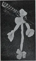 Picture 159 of 480 from Tissus et nouveauts 1907 (1907), leaf 263