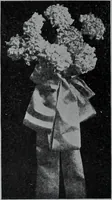 Picture 23 of 480 from Tissus et nouveauts 1907 (1907), leaf 41