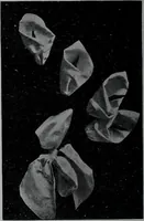 Picture 24 of 480 from Tissus et nouveauts 1907 (1907), leaf 41