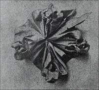 An illustration from Tissus et nouveauts 1907 (1907)